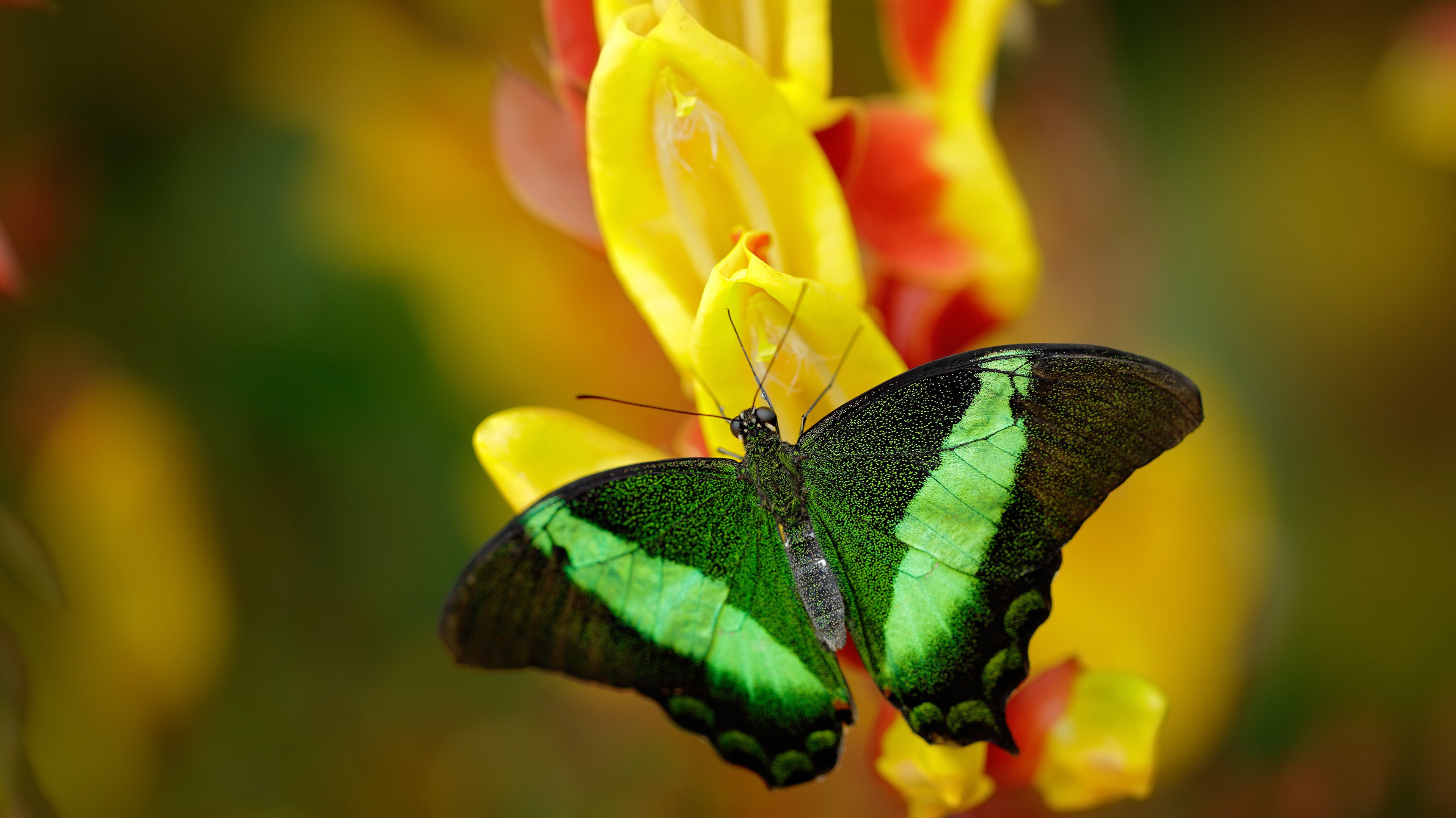 中国女篮出战国际赛,战术革新取得阶段性成果,中国女篮出战国际赛,战术革新取得阶段性成果是什么