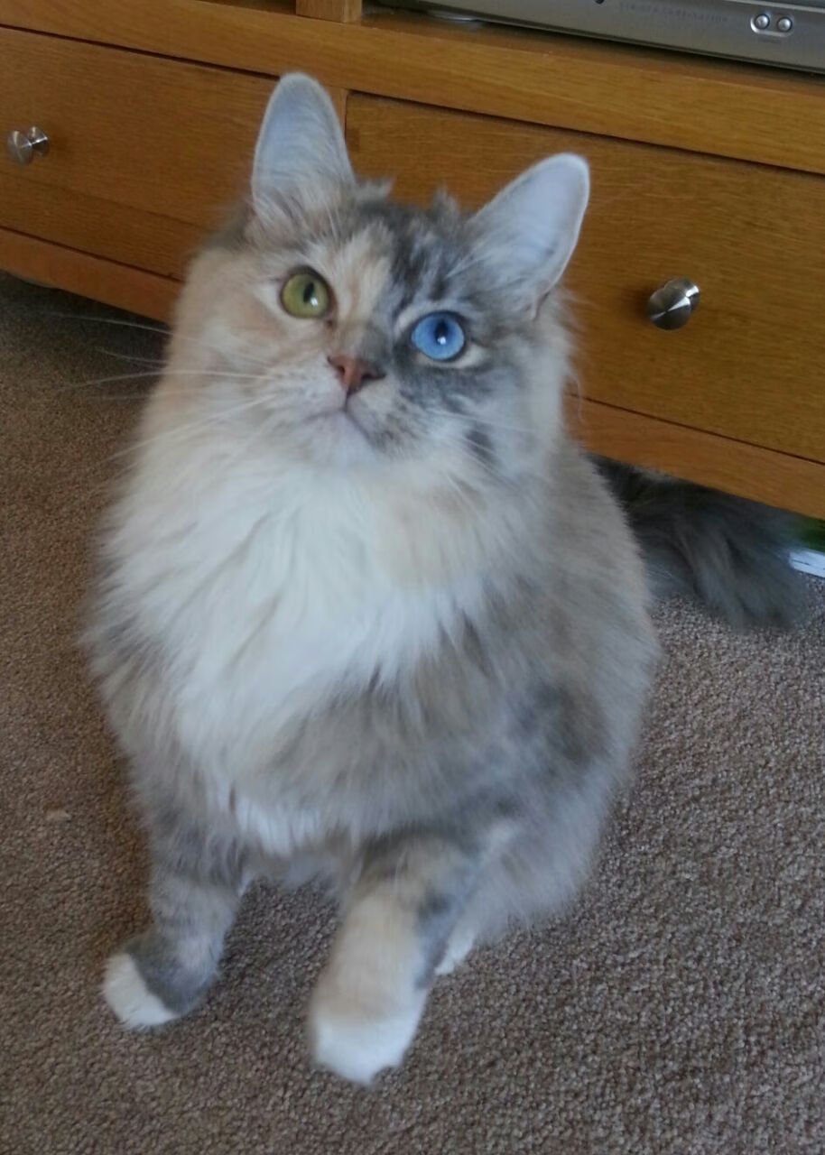 小组收官战：西班牙3-0完胜尼日利亚，西班牙2_3尼日利亚