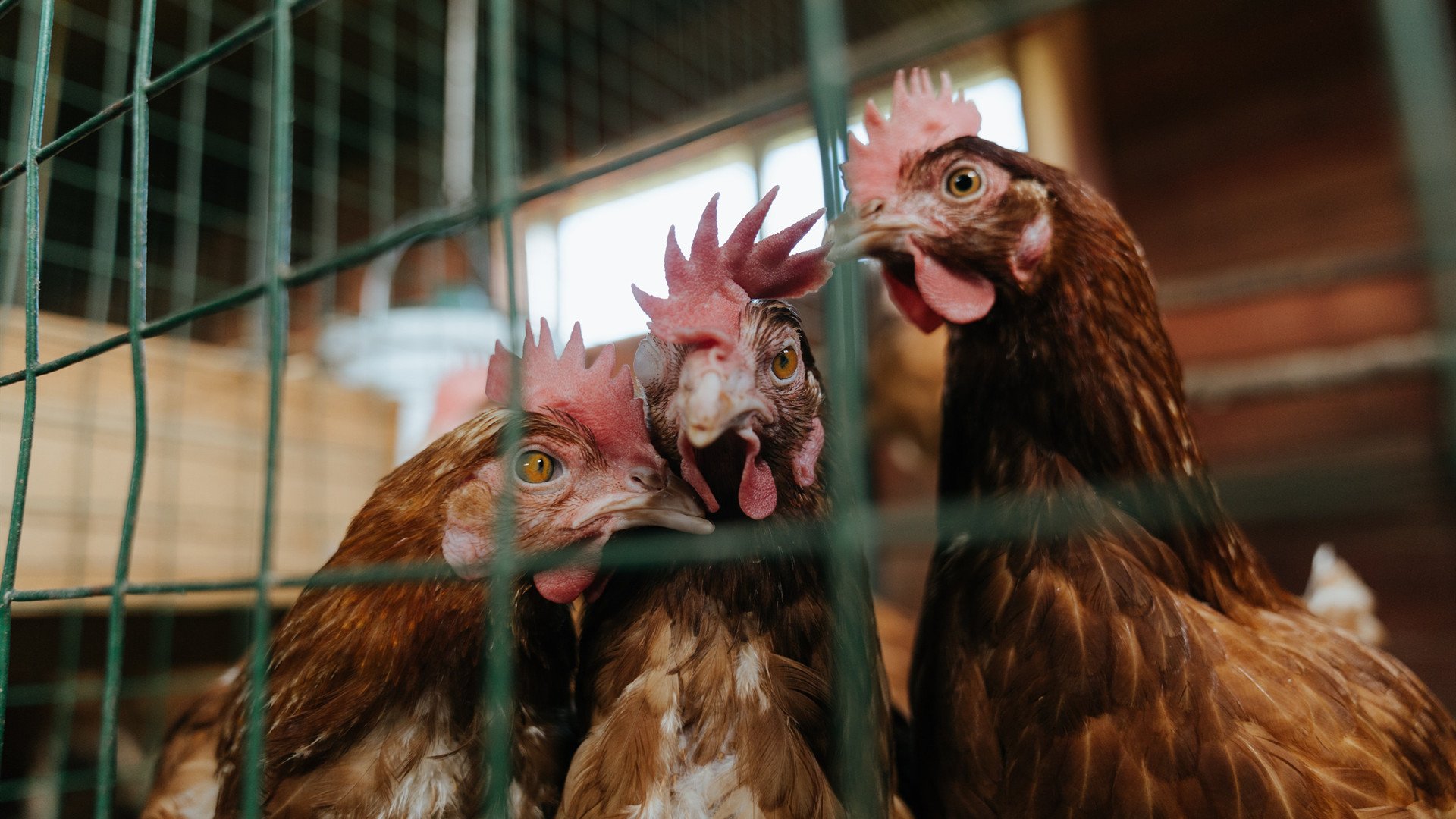 小组收官战：西班牙3-0完胜尼日利亚，西班牙2_3尼日利亚